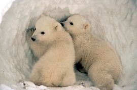 Two polar bear cubs from the Hellabrunn Zoo in Munich digging in the snow.